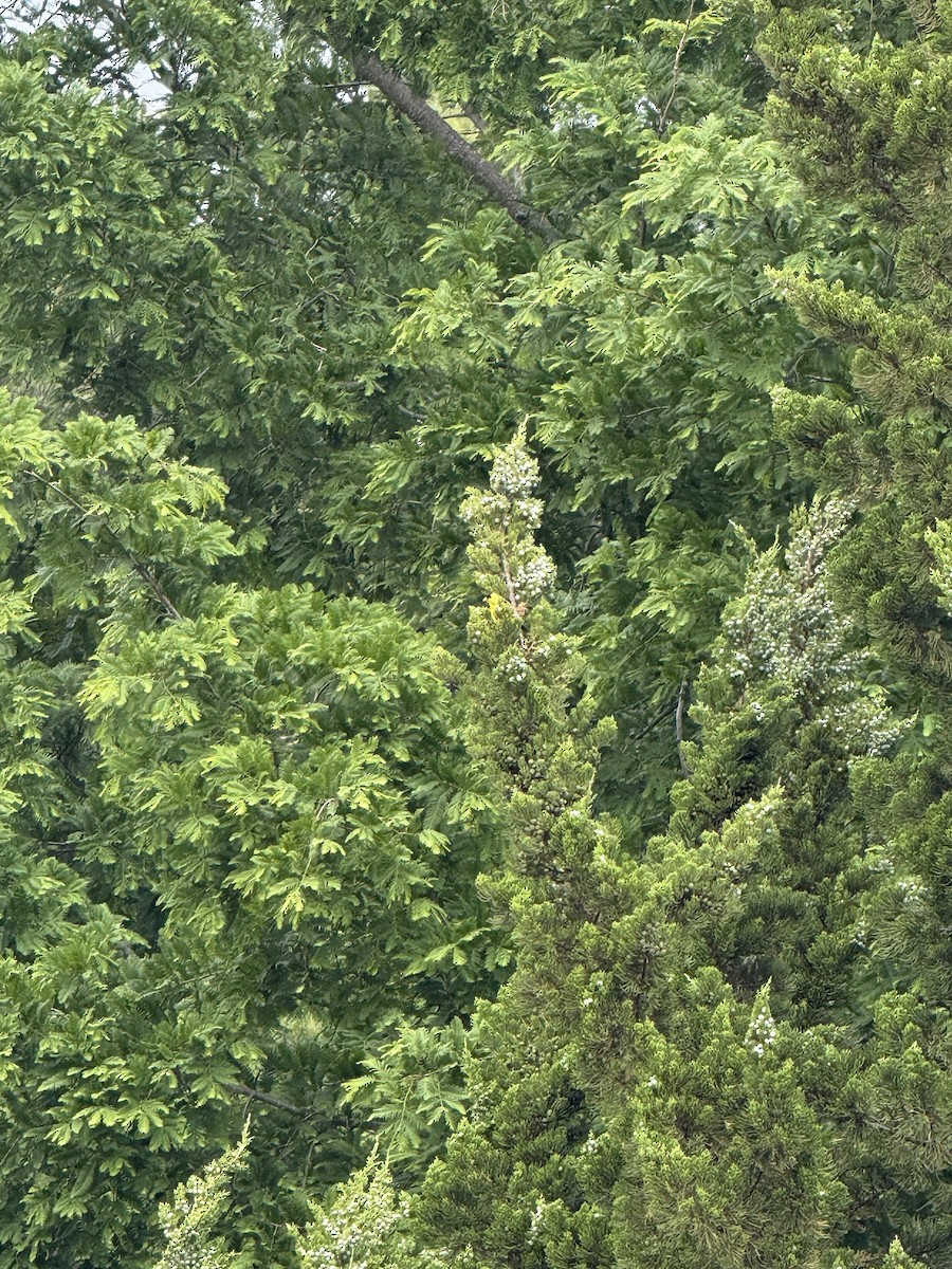 American Goldfinch - ML636574076