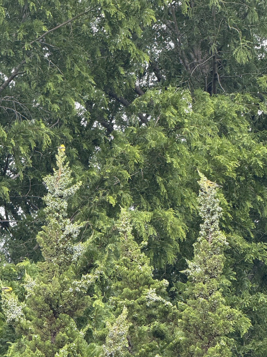 American Goldfinch - ML636574077