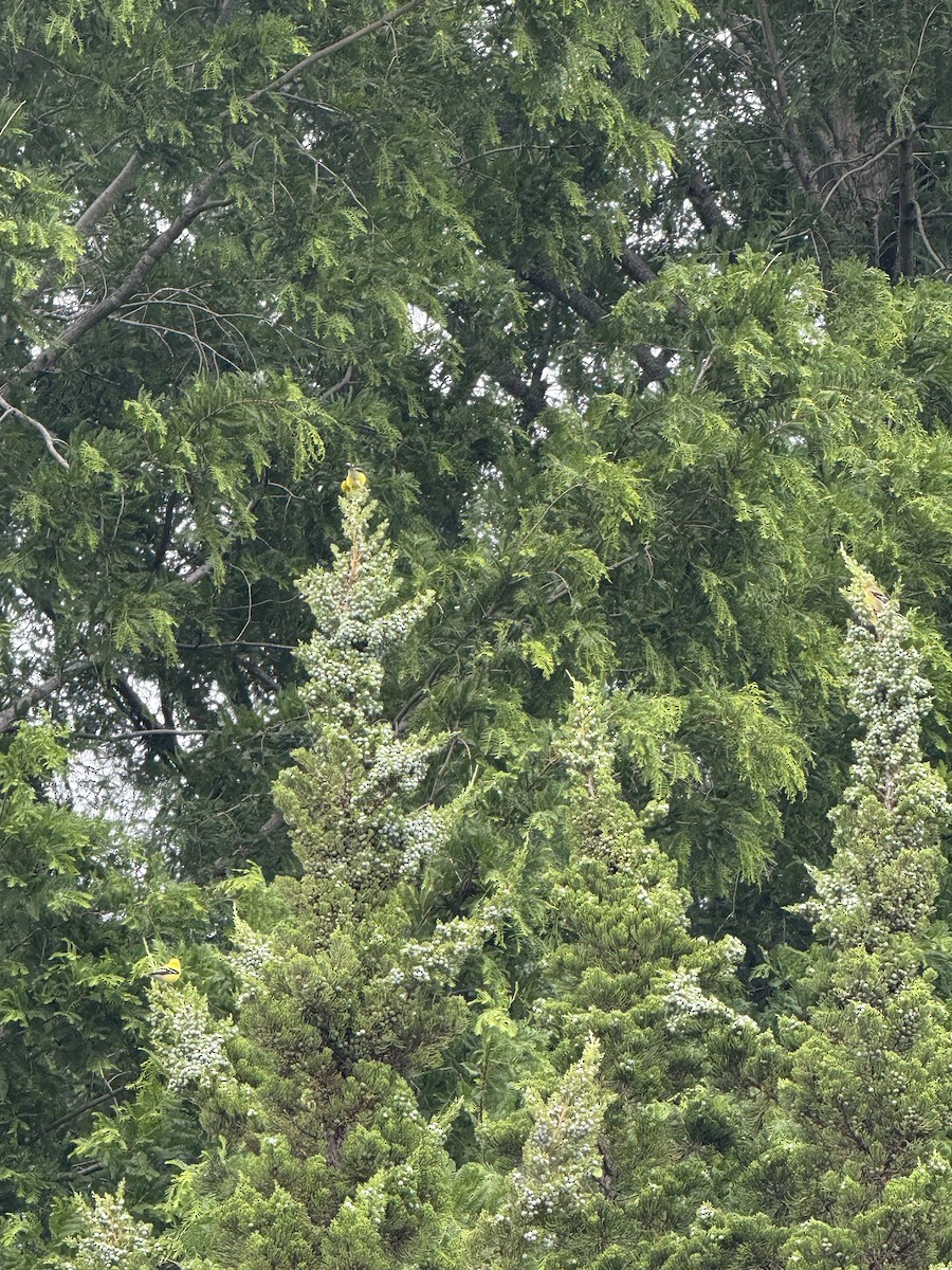American Goldfinch - ML636574078
