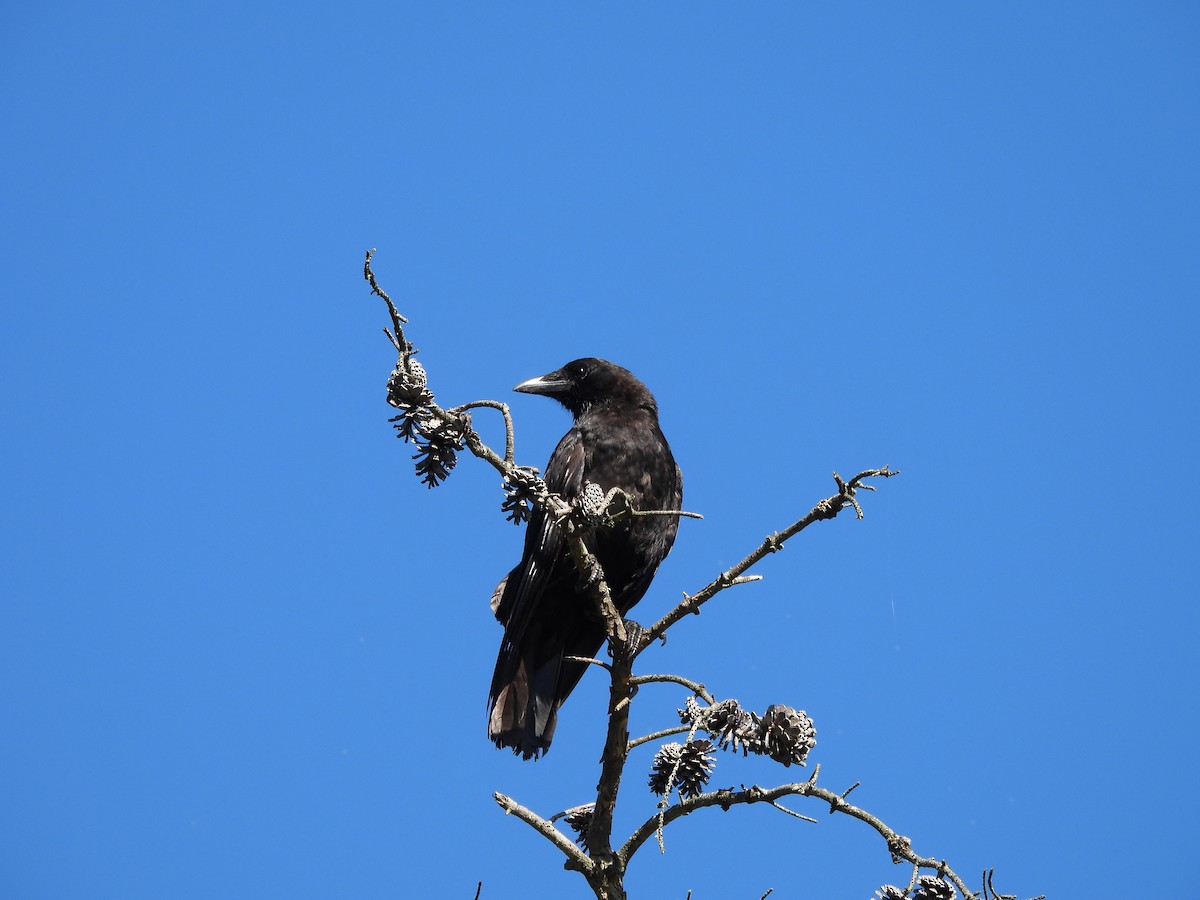 American Crow - ML636574096