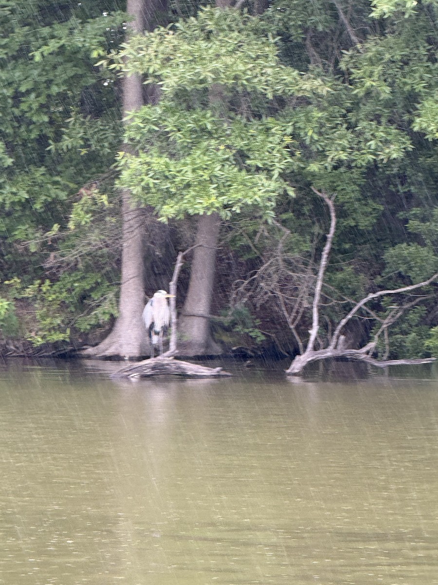 Great Blue Heron - ML636574132