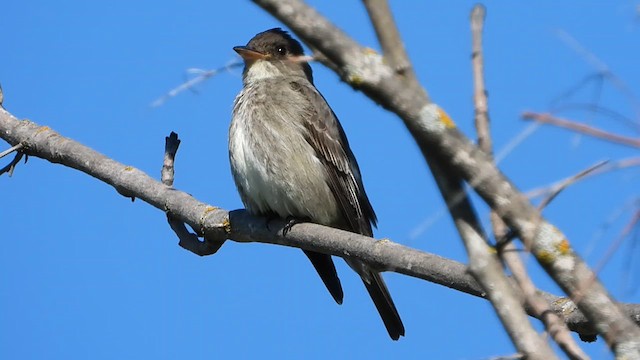 Olive-sided Flycatcher - ML636574158