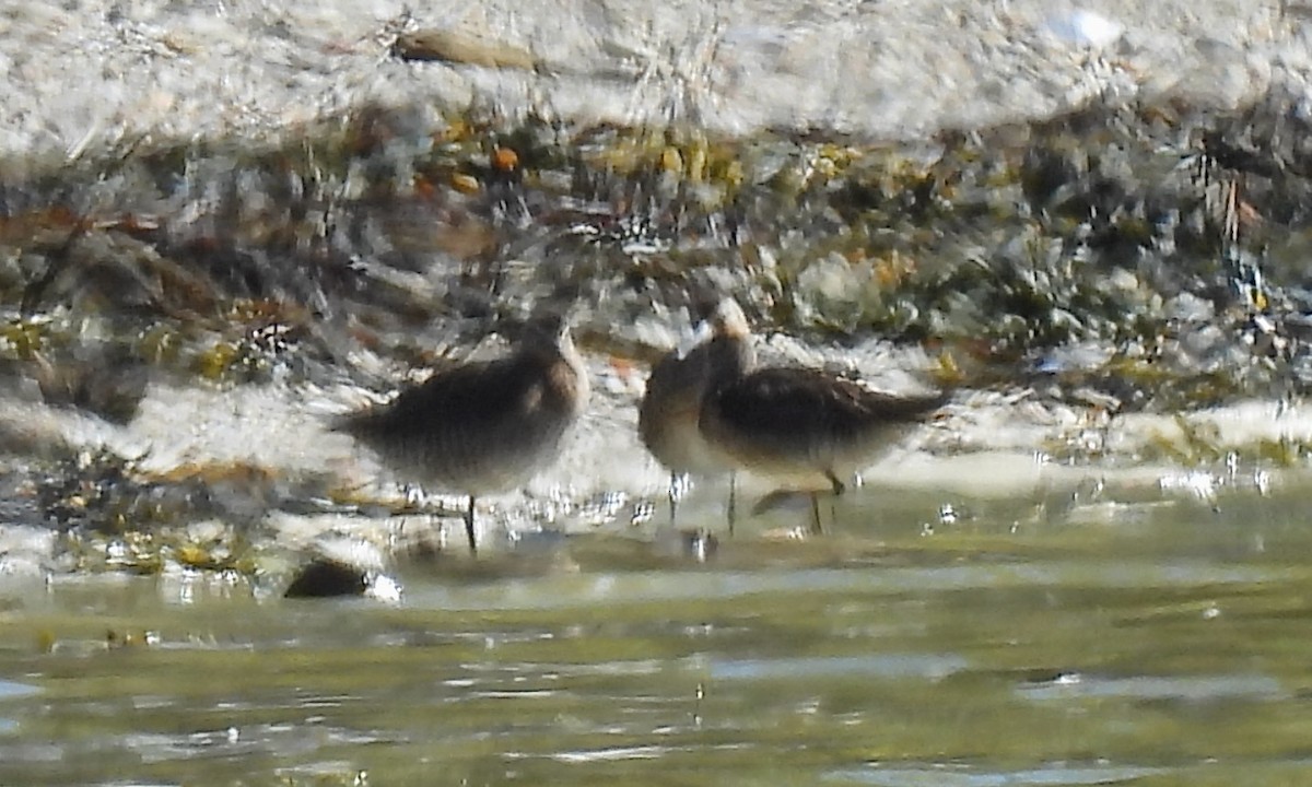 Short-billed Dowitcher - ML636574160