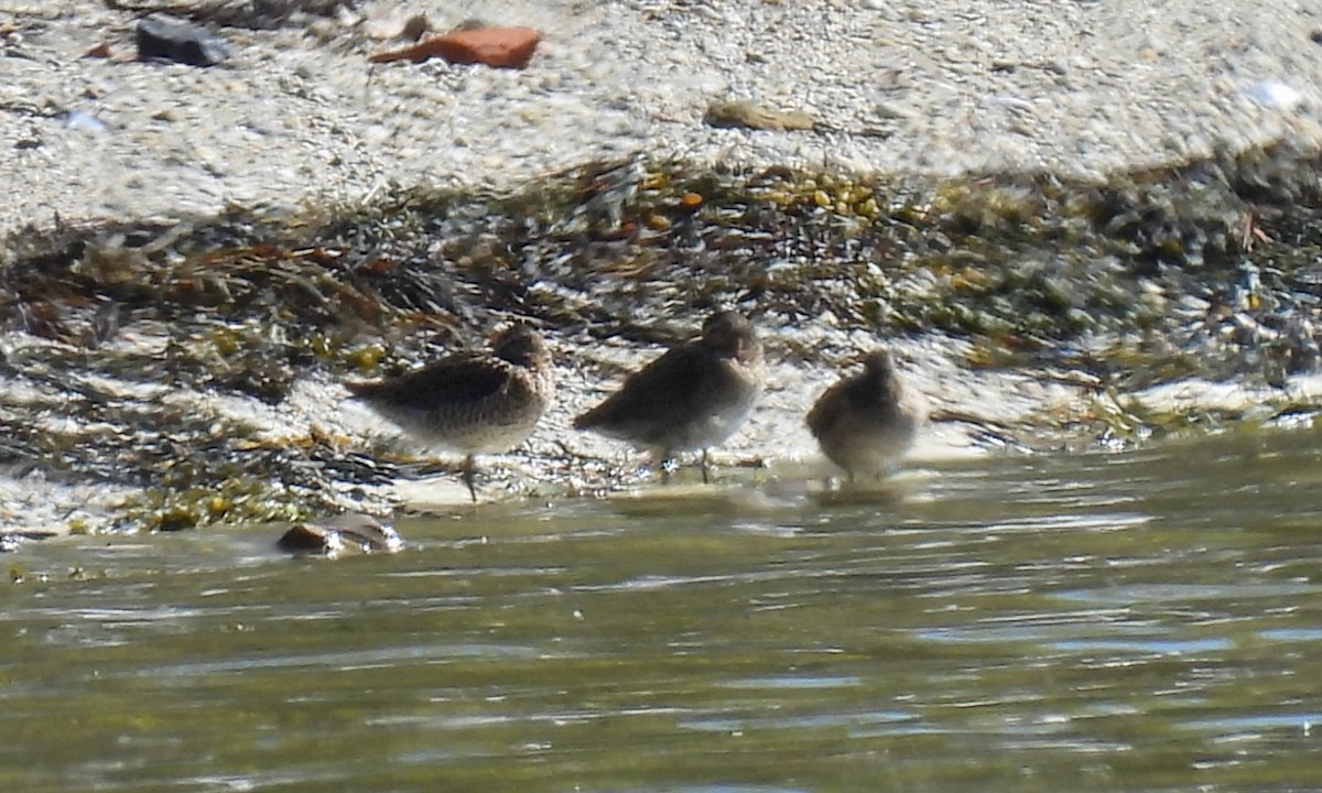Short-billed Dowitcher - ML636574161