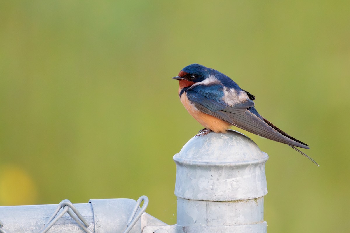 Ластівка сільська - ML636574169