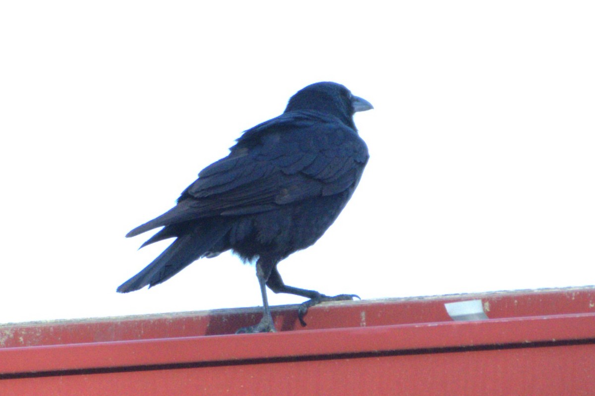 Fish Crow - ML636574374