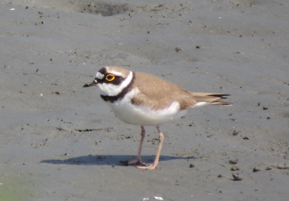 Little Ringed Plover (curonicus) - ML636574377