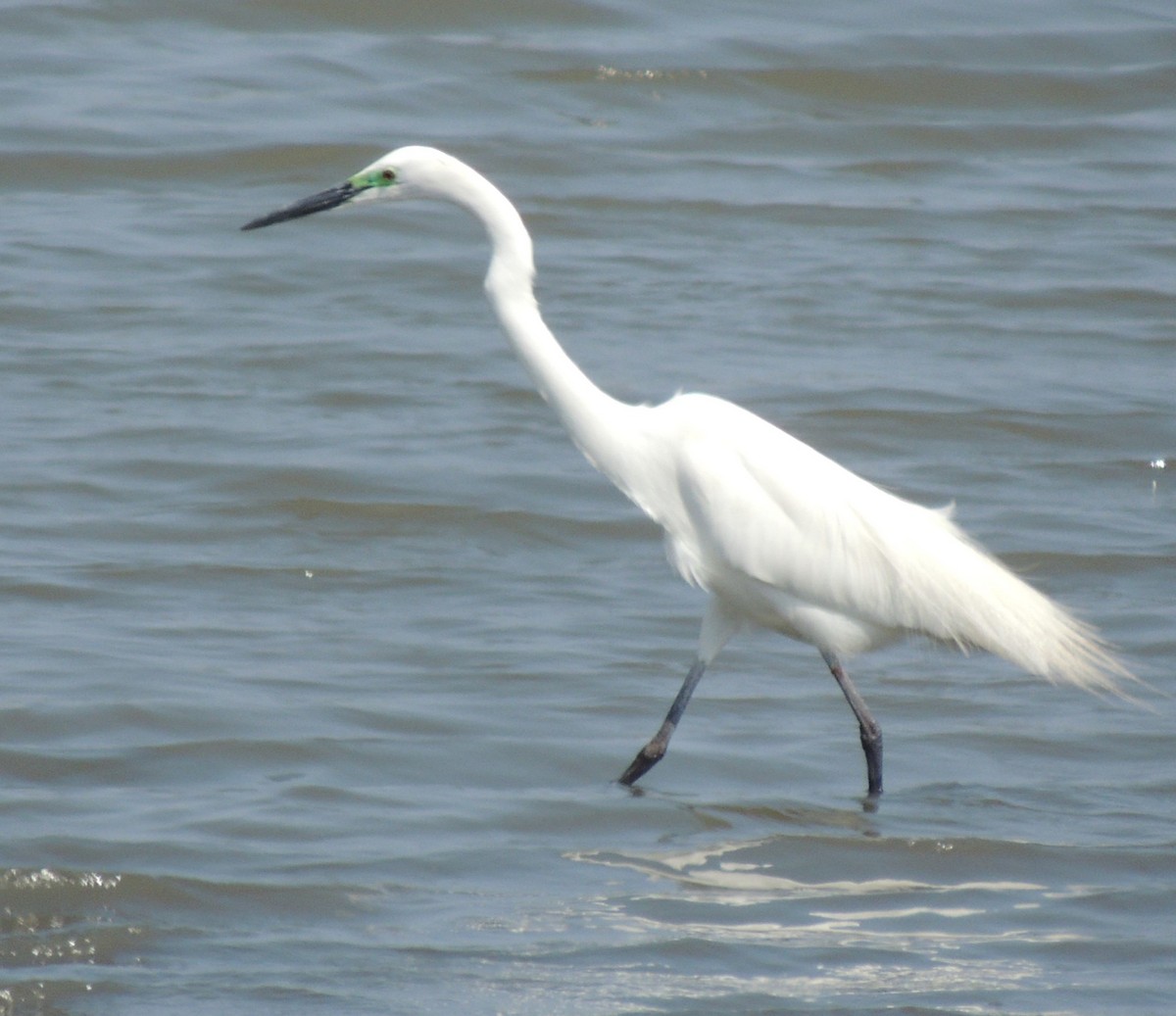 Little Egret - ML636574389