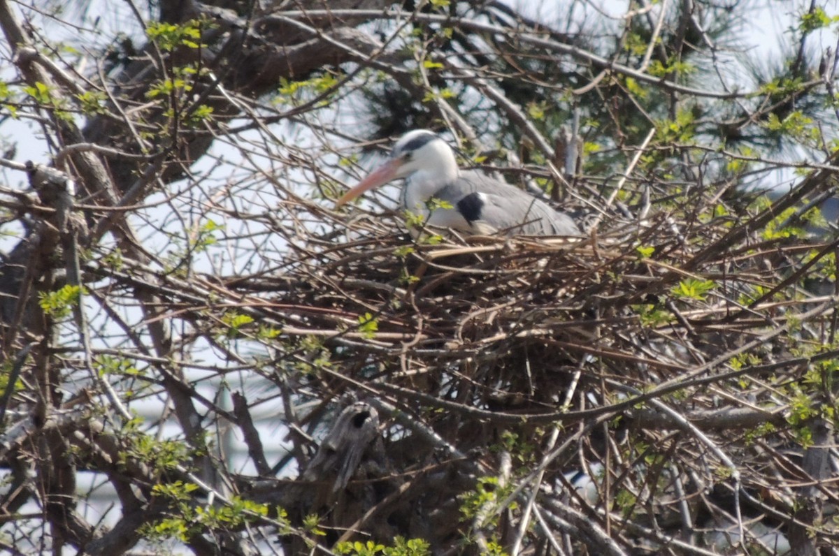 Gray Heron (Gray) - ML636574439