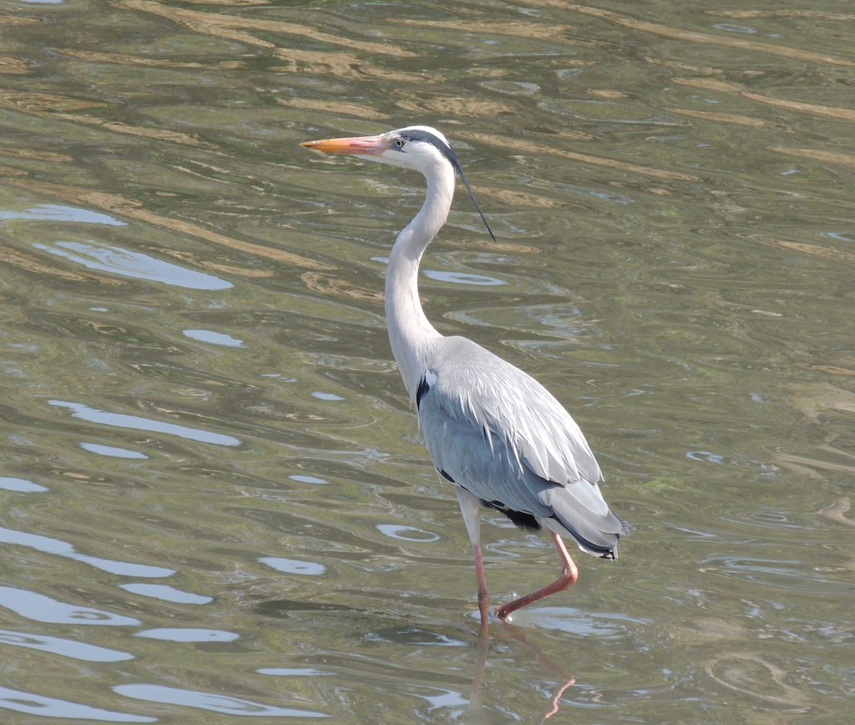 Gray Heron (Gray) - ML636574440