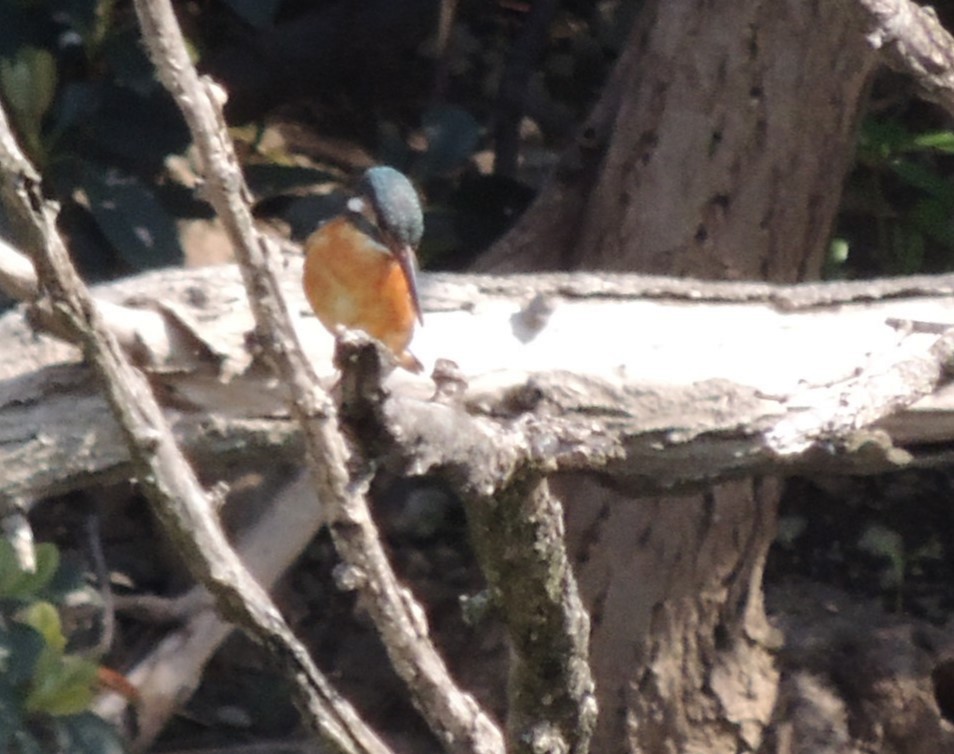 Common Kingfisher (Common) - ML636574464