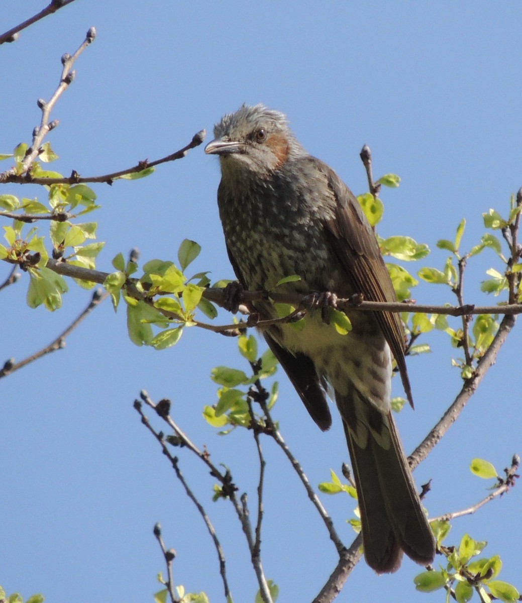 Brown-eared Bulbul - ML636574474