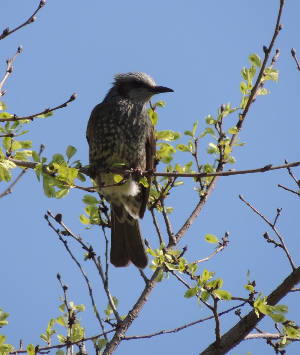 Brown-eared Bulbul - ML636574475