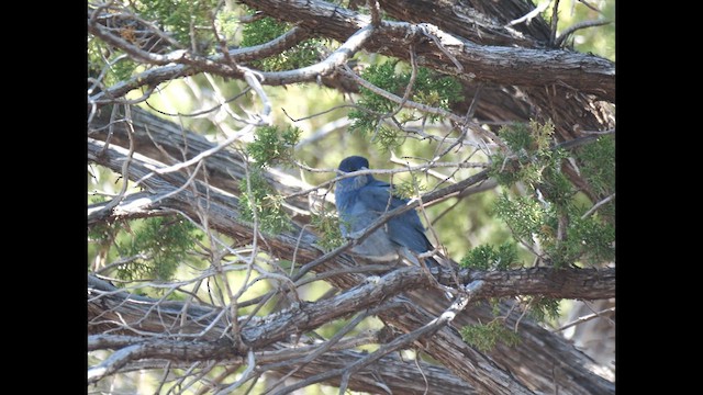 Pinyon Jay - ML636574483