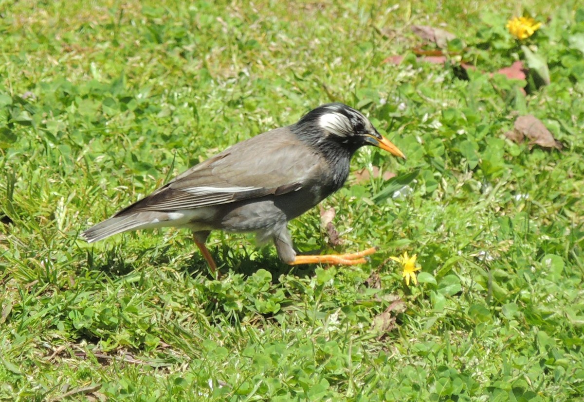 White-cheeked Starling - ML636574488