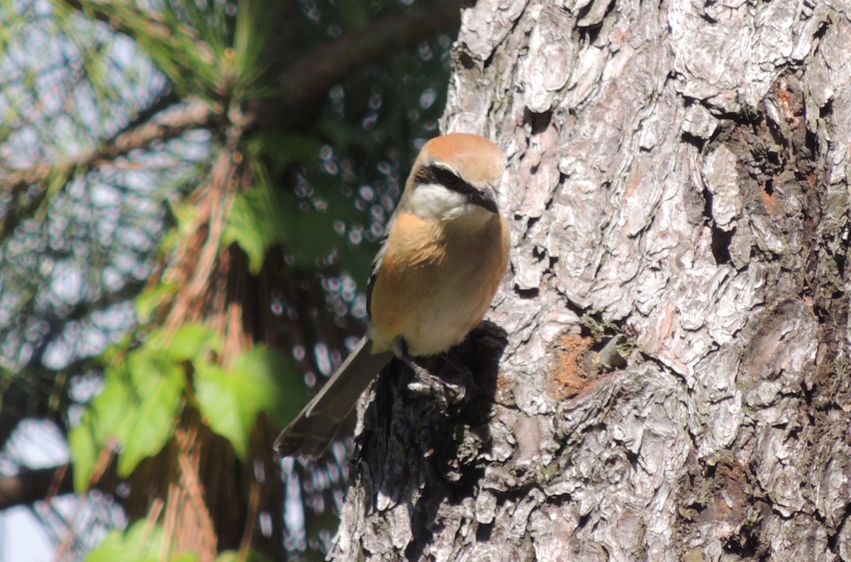 Bull-headed Shrike - ML636574525