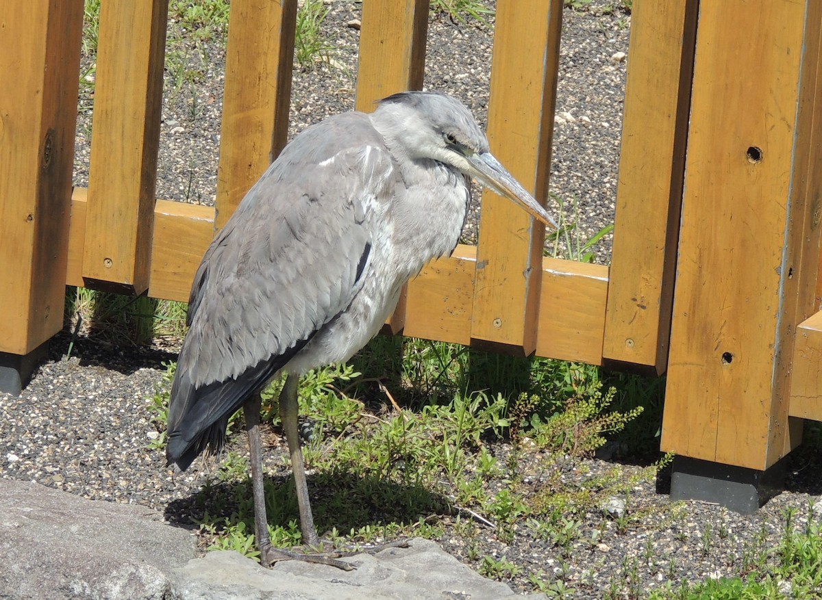 Gray Heron (Gray) - ML636574612