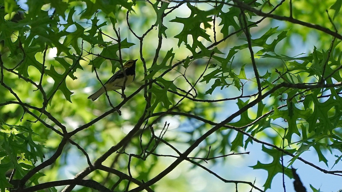 Black-throated Green Warbler - ML636574613