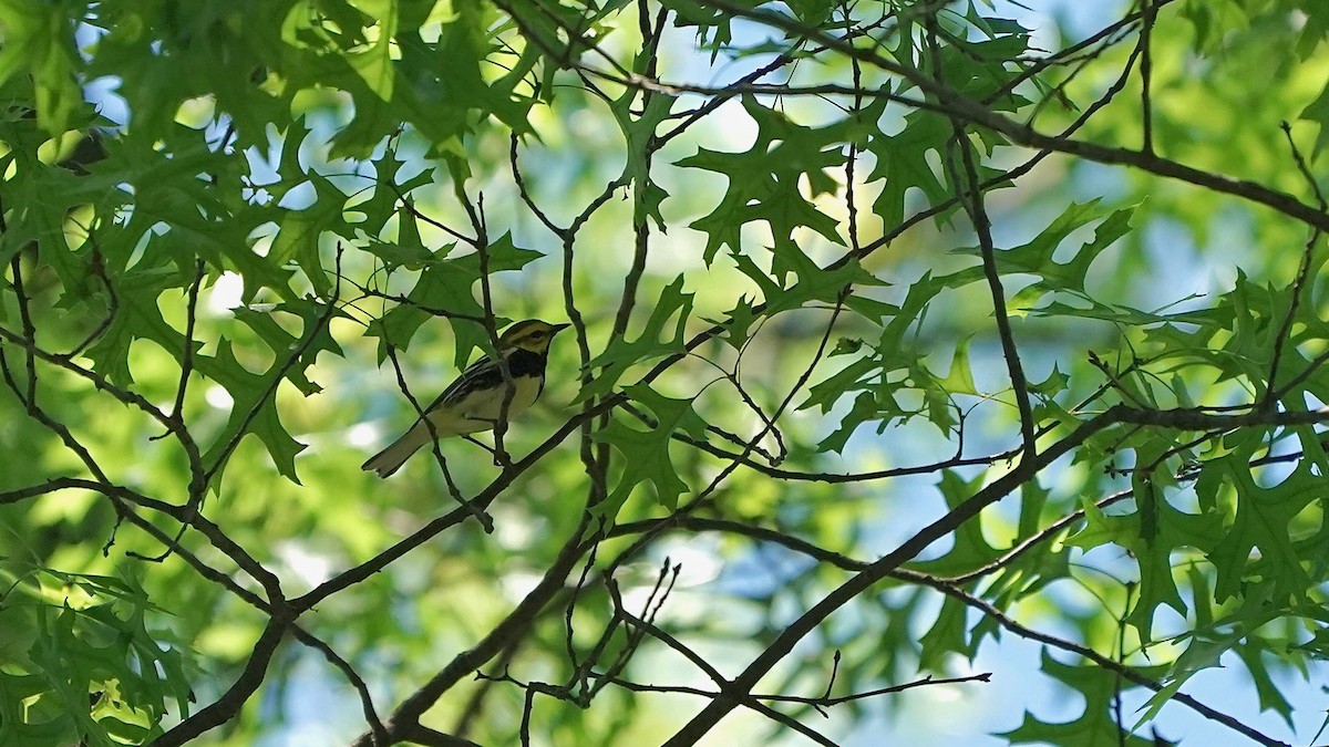 Black-throated Green Warbler - ML636574622