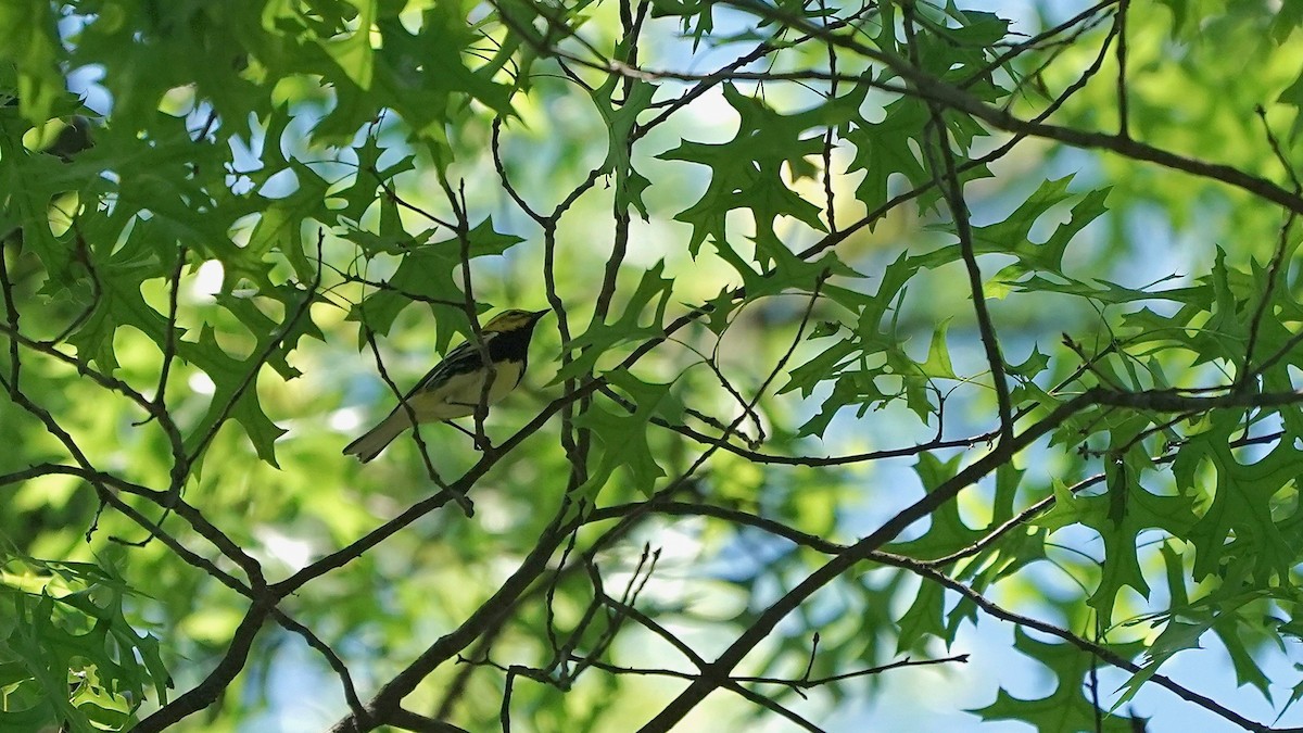 Black-throated Green Warbler - ML636574631