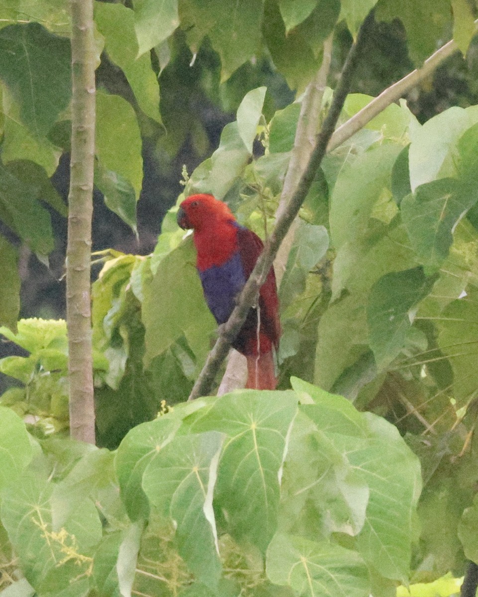 Papuan Eclectus - ML636574634