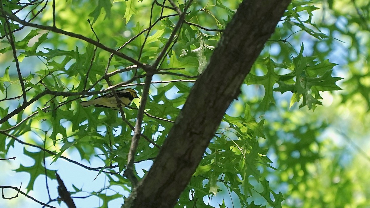 Black-throated Green Warbler - ML636574641