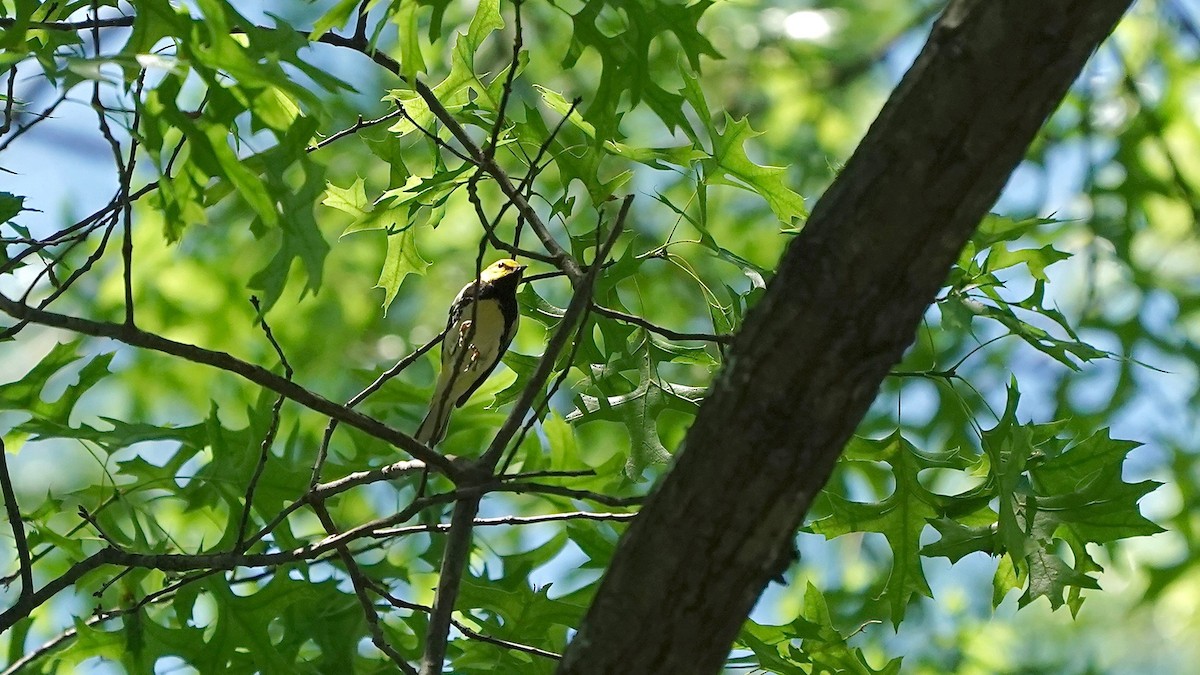 Black-throated Green Warbler - ML636574647