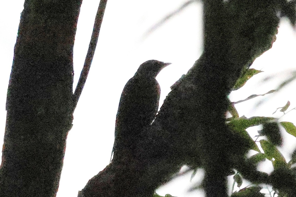 Barred Cuckooshrike - ML636574657