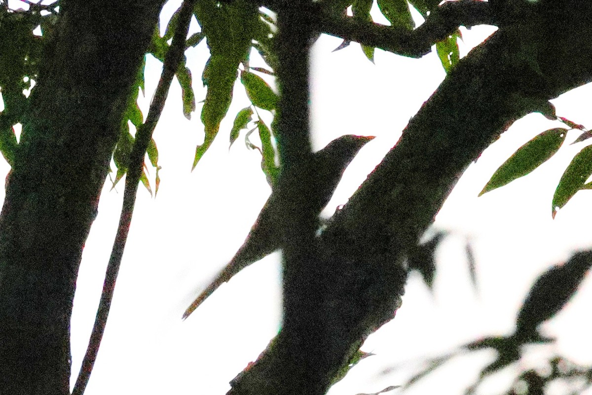 Barred Cuckooshrike - ML636574658