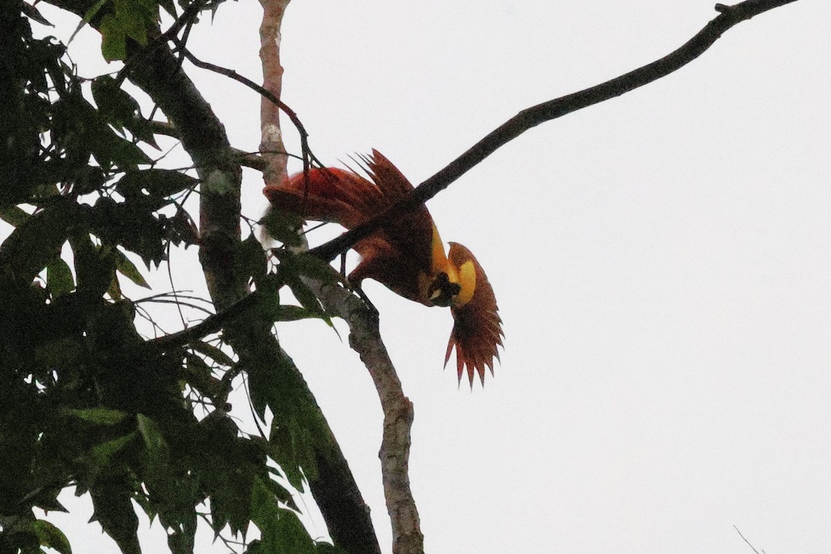 Red Bird-of-Paradise - ML636574669