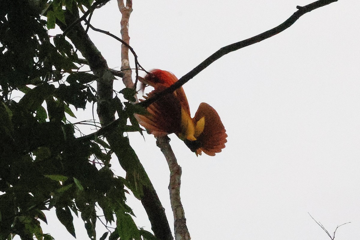Red Bird-of-Paradise - ML636574672