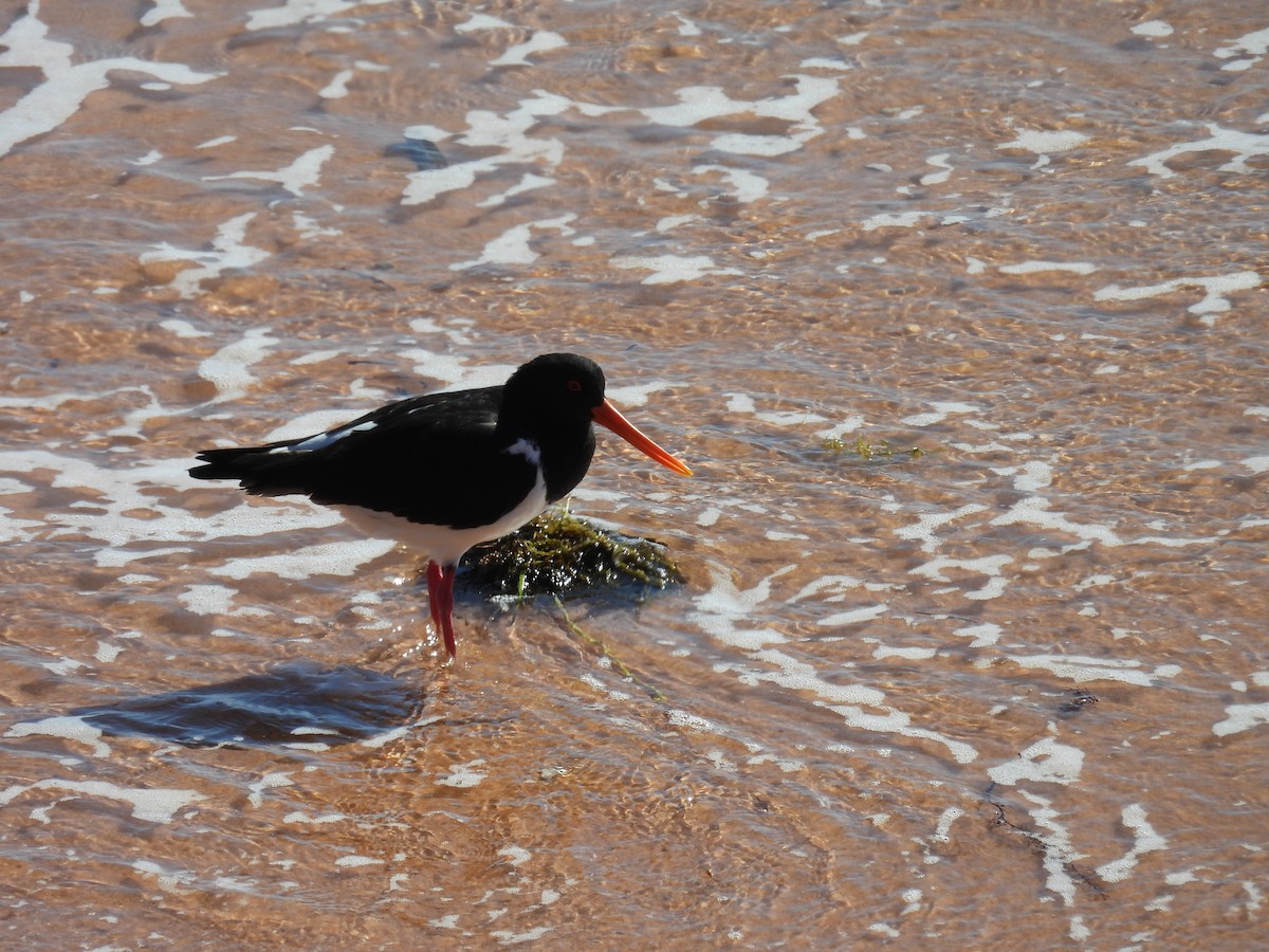 Pied Oystercatcher - ML636574677