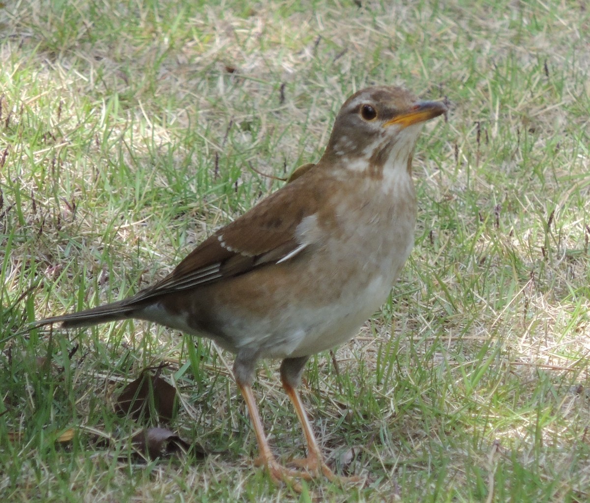 Dusky Thrush - ML636574689