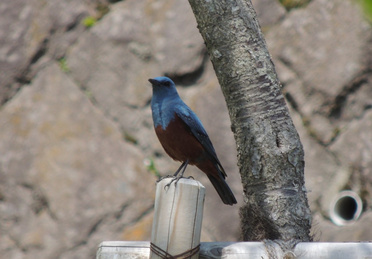 Blue Rock-Thrush (philippensis) - ML636574703
