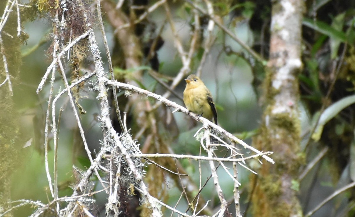 Ochraceous Pewee - ML636574704