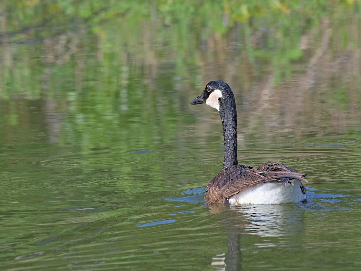 Canada Goose - ML636574711