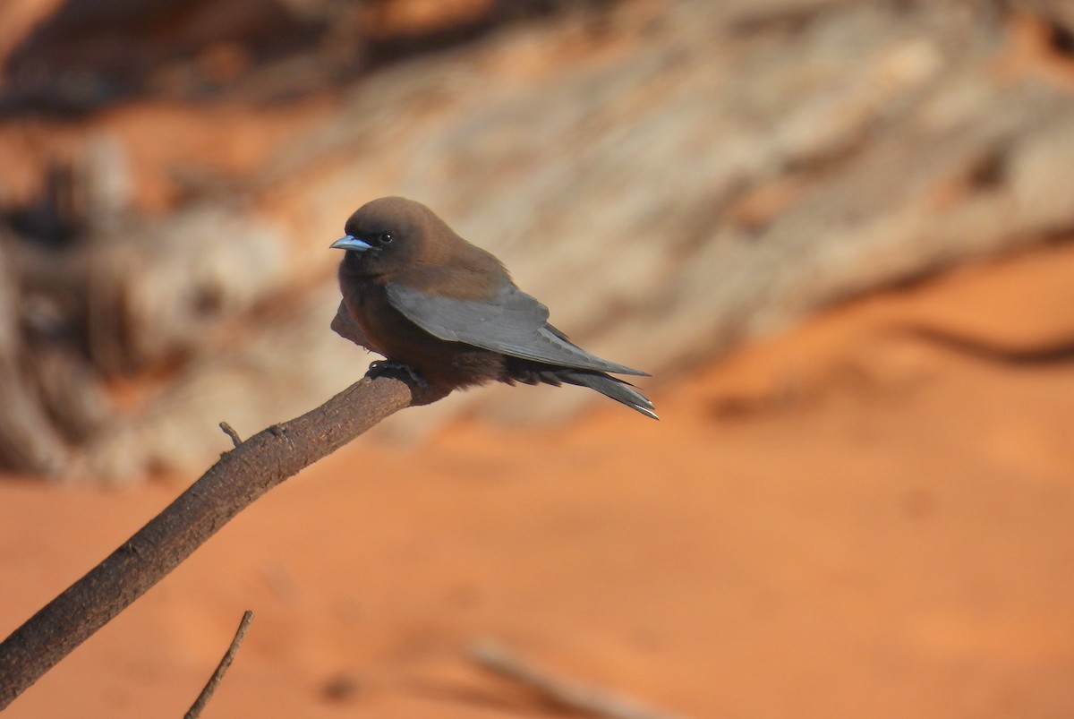 Little Woodswallow - ML636574714
