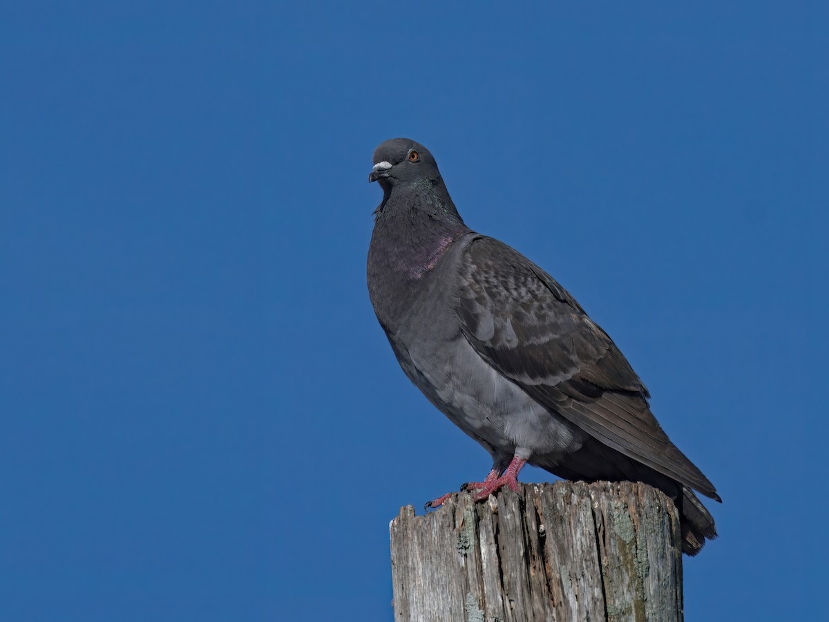 Rock Pigeon (Feral Pigeon) - ML636574717