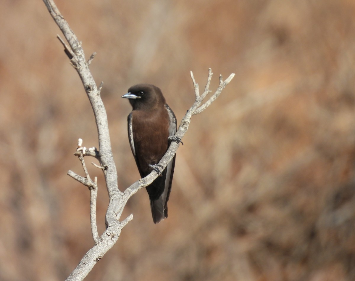 Little Woodswallow - ML636574724