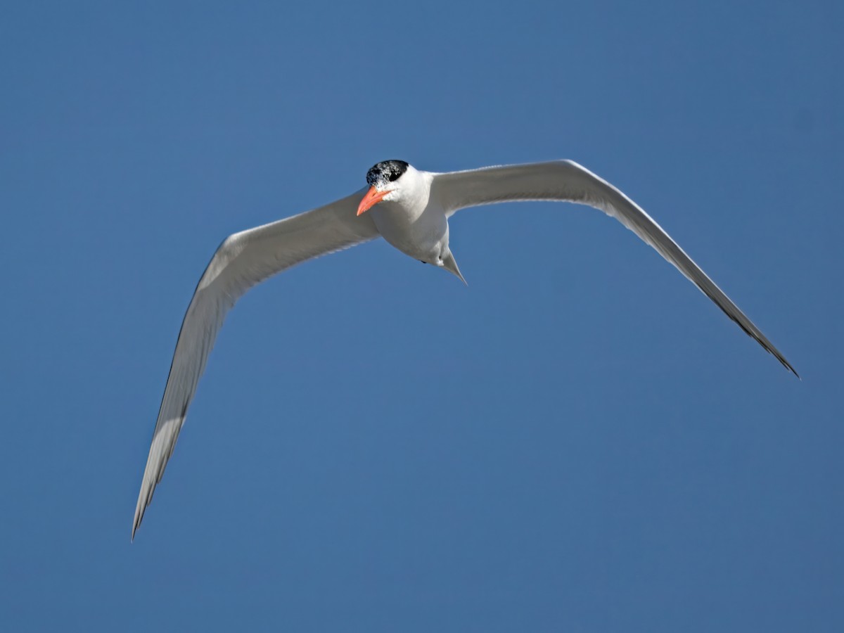 Royal Tern - ML636574726