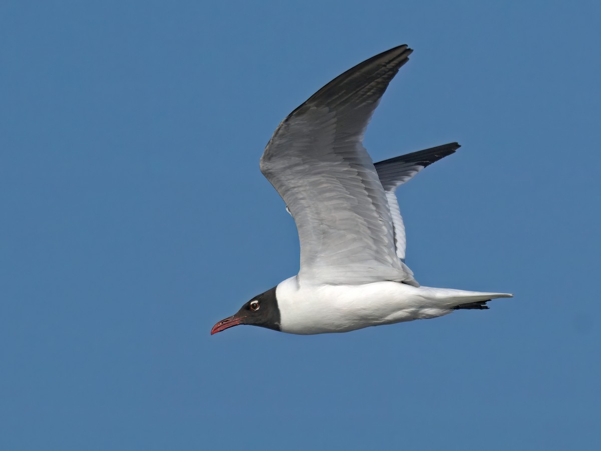 Laughing Gull - ML636574729