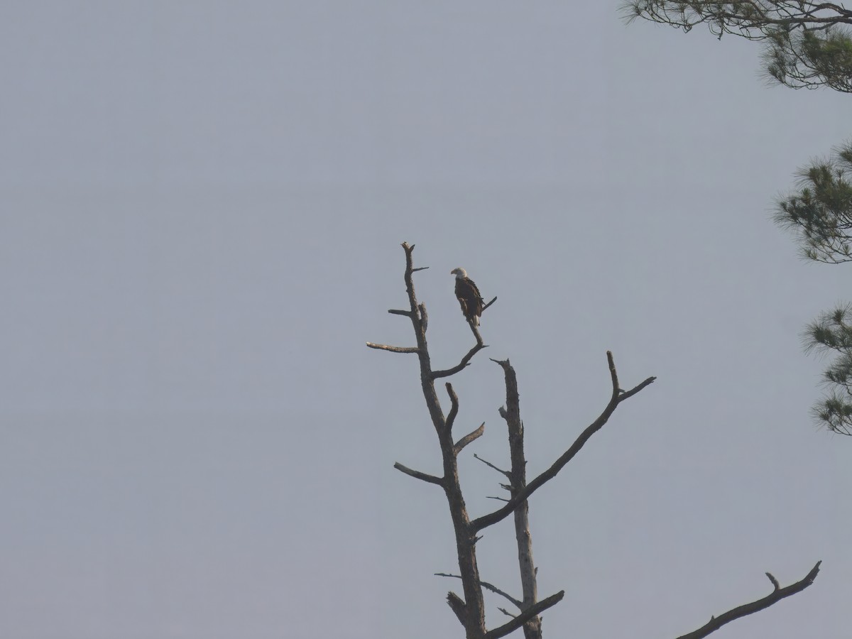 Bald Eagle - ML636574733