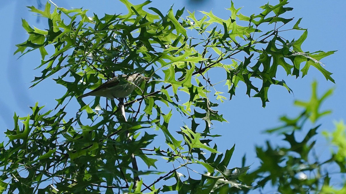 Viréo aux yeux rouges - ML636574734