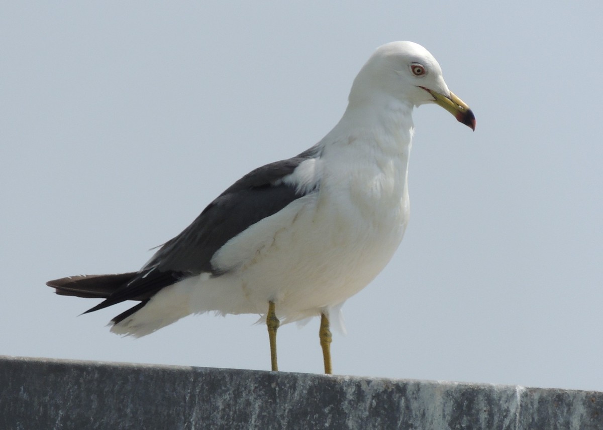 Black-tailed Gull - ML636574747