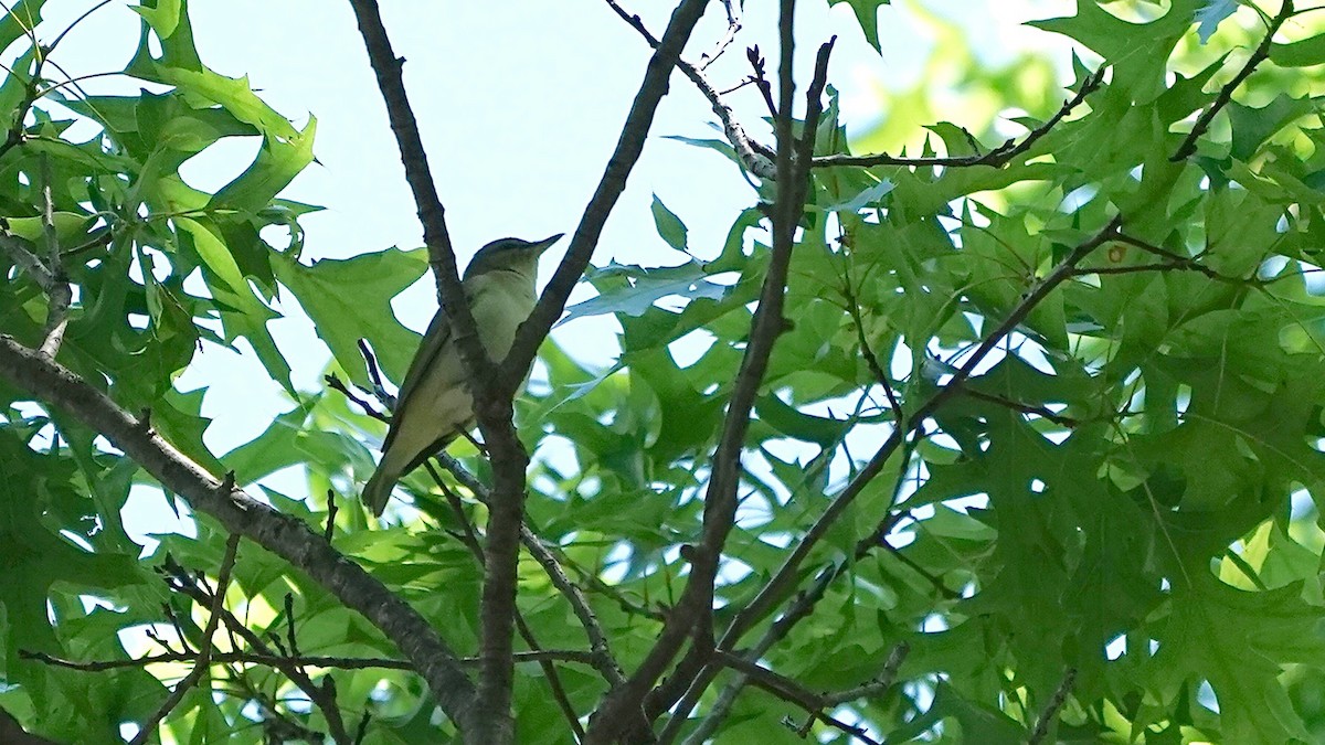 Viréo aux yeux rouges - ML636574749