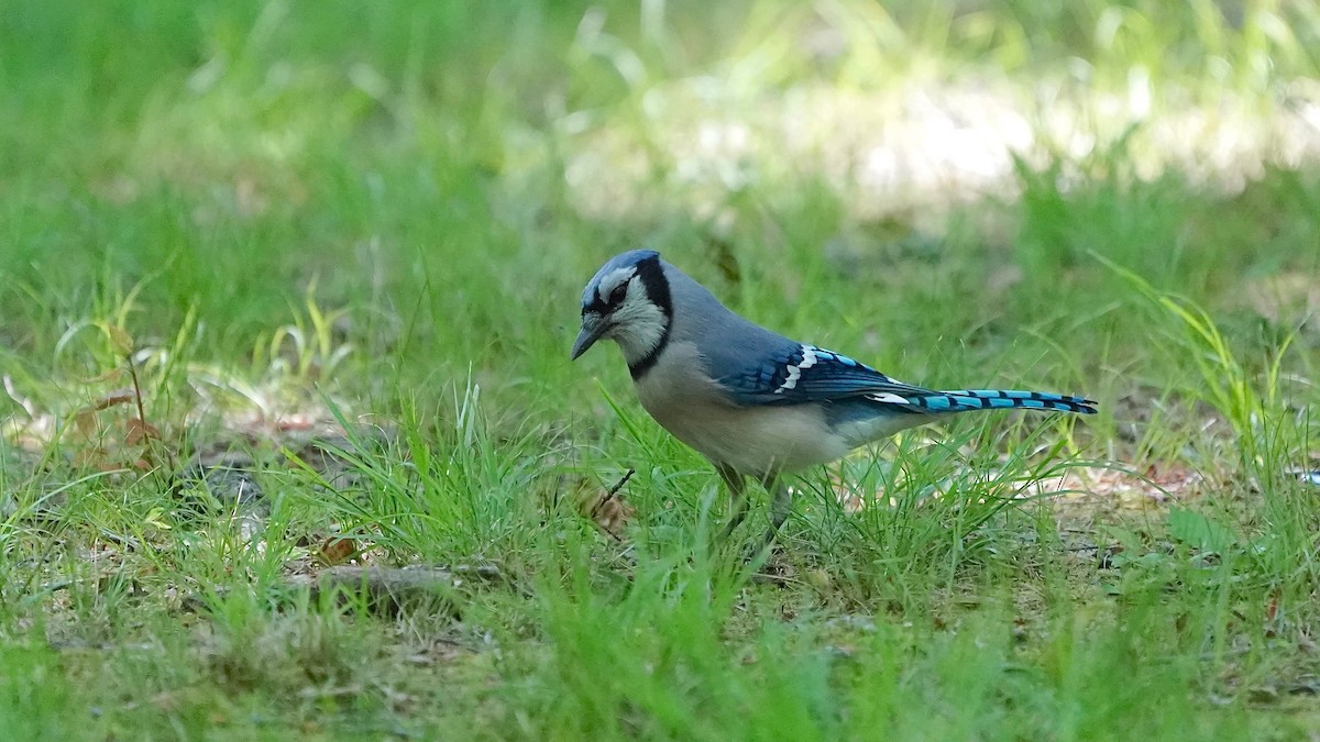 Geai bleu - ML636574774