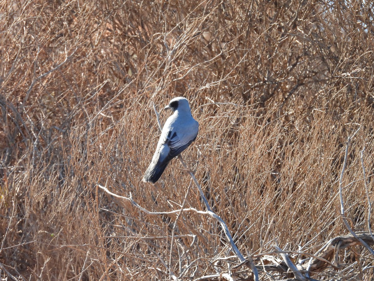 Black-faced Cuckooshrike - ML636574799