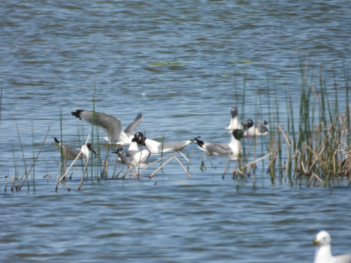 Franklin's Gull - ML636574811