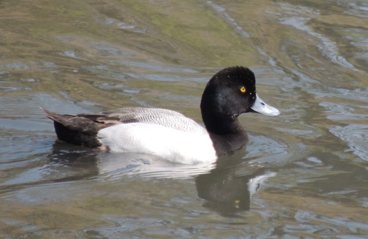Greater Scaup - ML636574826