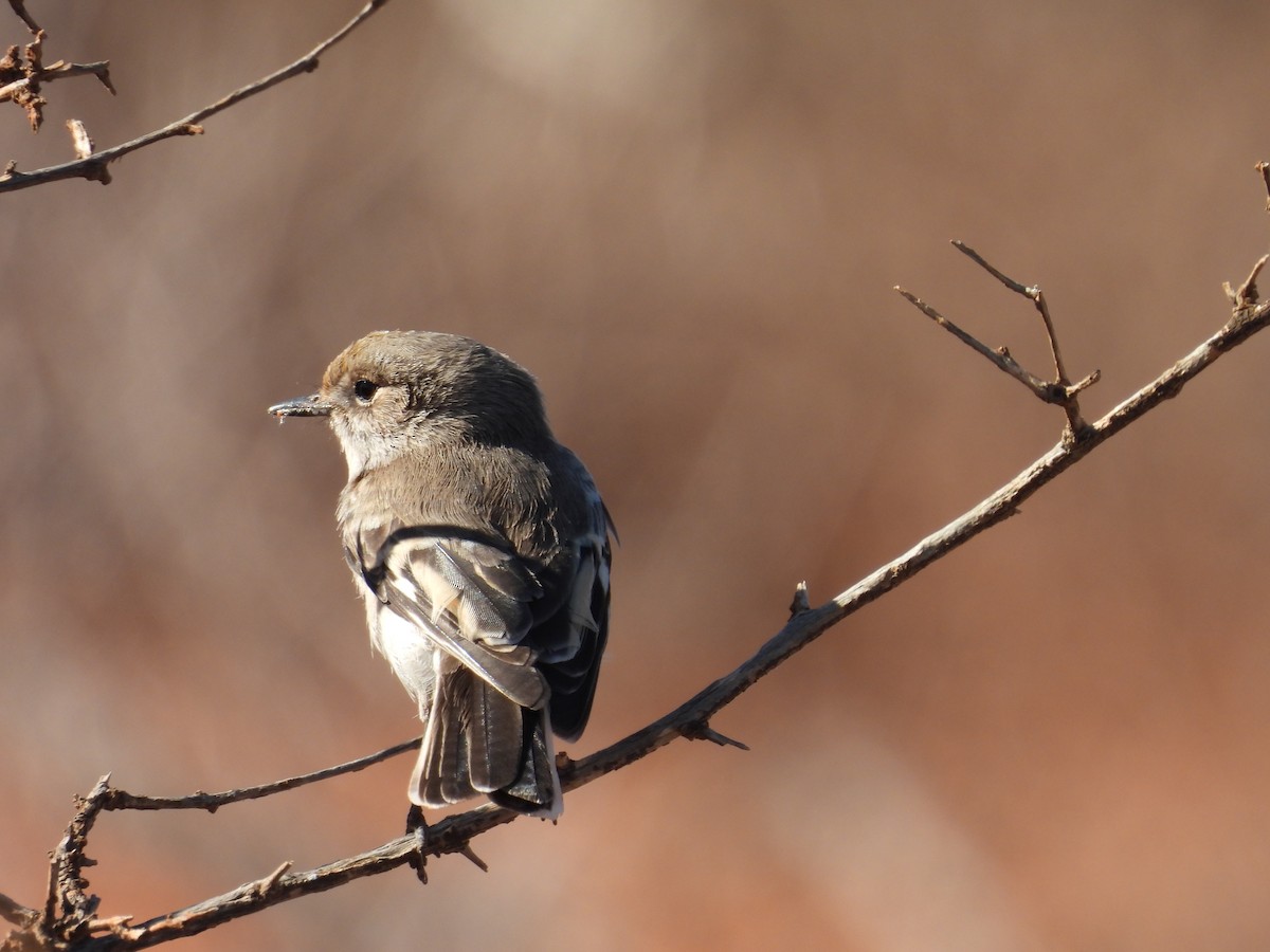 Red-capped Robin - ML636574831